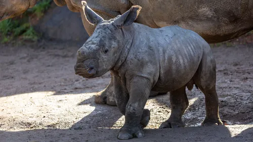 Un bébé rhinocéros est né à Pairi Daiza